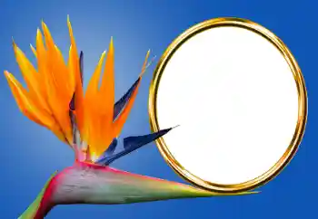 Photo Effect fra kategori Forskellige № 170605