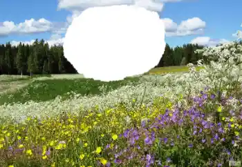 Photo Effect fra kategori Sommer № 114457