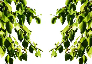 Photo Effect fra kategori Sommer № 114501
