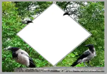 Photo Effect fra kategori Sommer № 131476