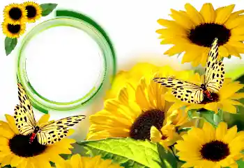Photo Effect fra kategori Sommer № 134446