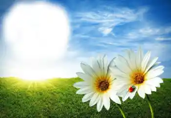 Photo Effect fra kategori Sommer № 89268