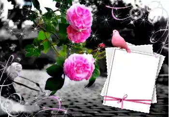 Photo Effect fra kategori Bryllup rammer № 12847