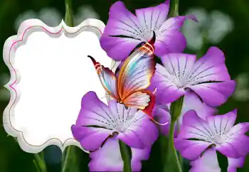 Photo Effect fra kategori Kvindelige fotorammer № 126944